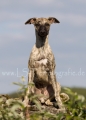 50 Windhund-Trio